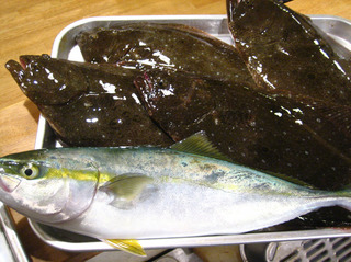 20111024 ヒラメ.jpg